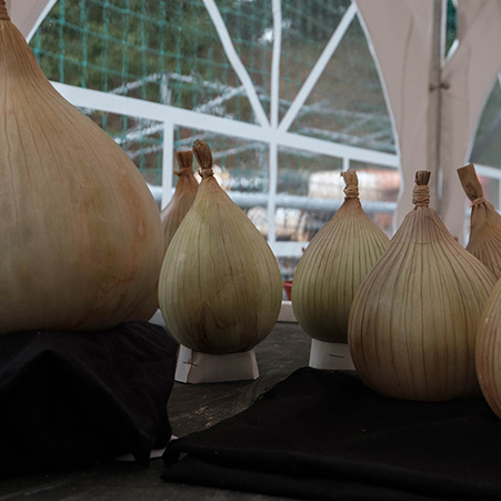 3 Large Onions